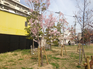 sakura2.jpg